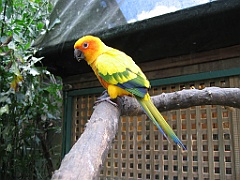 112 Birdworld Kurand
